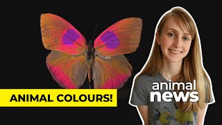 The science behind the colours animals see | CBC Kids News