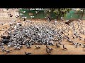 pigeon flying and eating food#shorts #india
