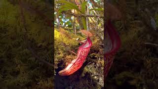 The Beauty Of Cameron Highland