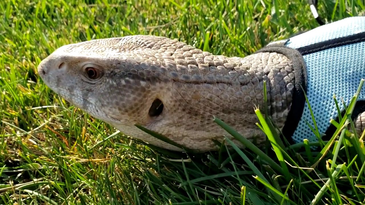 ARE SAVANNAH MONITORS GOOD PETS? DO THEY STAY TAMED? YouTube