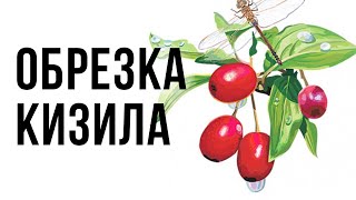 Кизил: обрезка