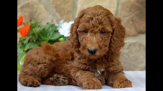 Mini Goldendoodle Puppies for Sale