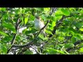 Viitakerttunen laulaa - Blyth&#39;s Reed Warbler singing