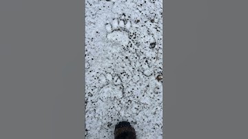 Black Bear tracks from last winter 🐻 #nevada #blackbear