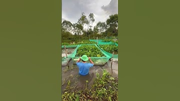 Tráng lưới - vèo lưới nuôi ốc, nuôi cá ốc ếch lươn, Rất tiện lợi và hữu ích Sđt/zalo: 0969 172 685