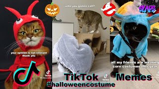 Irritated TikTok Cats Forced to Wear Halloween Costumes Memes Compilation by slaps.social 74 views 1 year ago 5 minutes, 30 seconds