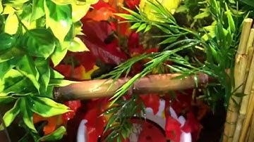 Green Tree Python (Red Phase) Biak