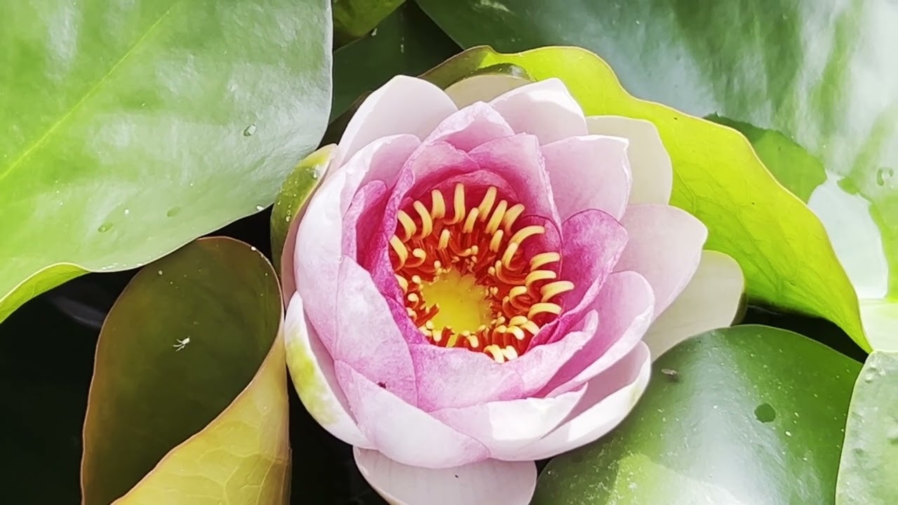 Dendrologická zahrada Průhonice