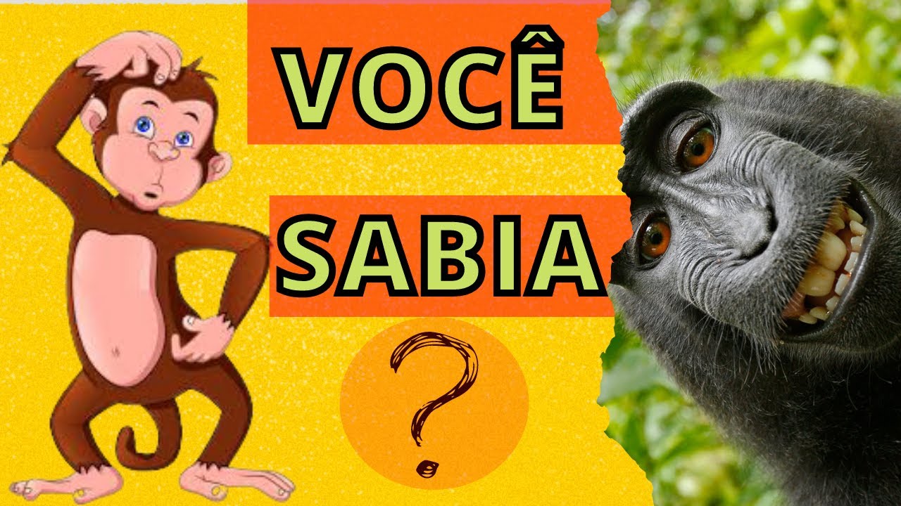 Os 4 fatos sobre o macaco-prego, um dos primatas mais inteligentes