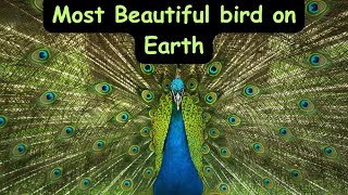 Peacock World Most Beautiful Bird