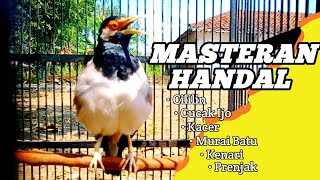 Masteran Jalak Suren Gacor door bongkar isian mewah|| full isian tembakan kasar