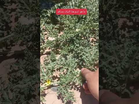 الموسم الركراكة الشياظمة المغرب التقاليد المغربية التراث المغربي بلاد الخير الصويرة