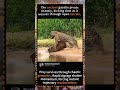 The Art of the Hunt: Leopard’s Perfect Ambush in the Wild #WildlifeDocumentary #Leopard #BigCats