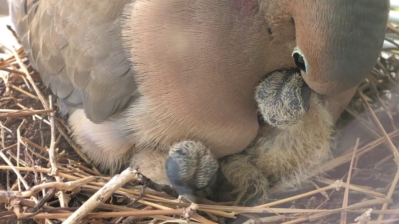 newborn dove