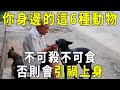 你身邊的這6種動物很有靈性，千萬不能殺不能吃，否則會引禍上身！【曉書說】