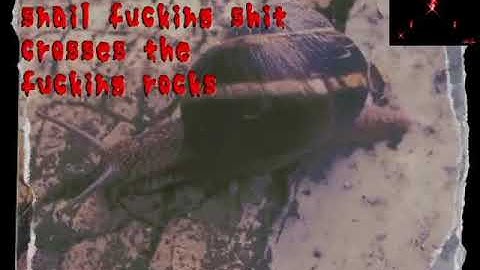 radical f***ing snail sh*t-crosses the f***ing rocks (machine girl)