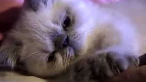 Watch the video about DramaQueens Cats Blue Sapphire (Blue point Exotic Shorthair)