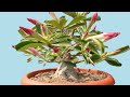 Tips for Making a Miniature Adenium Bonsai with Thick Canopy