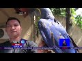 Ini Dia Burung Macaw Yang Ditaksir Mencapai Ratusan Juta Rupiah-NET12