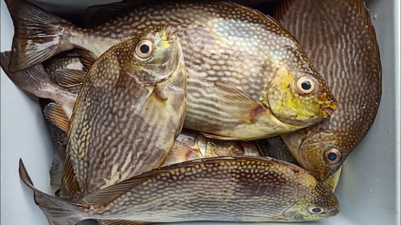 ตกปลาสลิดหิน ด้วยเบ็ดกระตุก ชายฝั่งทะเล ปลาแกแดด[The Fish] EP.11