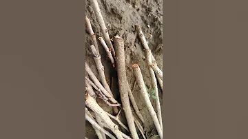 غرس القات 