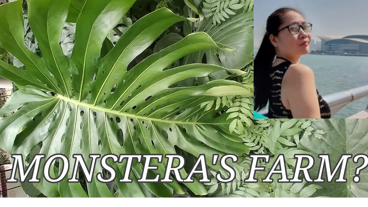 MONSTERA'S FARM IN HONGKONG?EXPENSIVE? STRESS RELIEVER ⛰ - YouTube