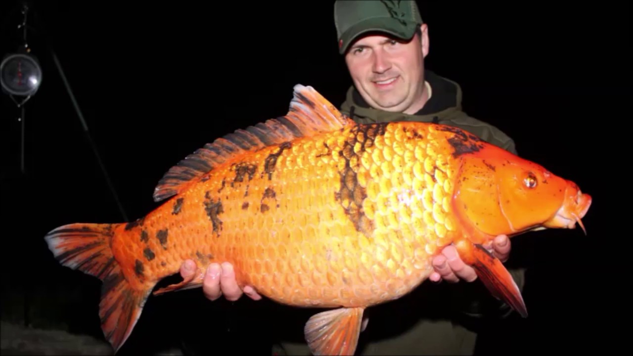 Jonchery #7  @betaalwater