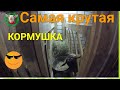 Правильная кормушка для коз