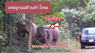 Ep 490 พลายกุนเชียง ห้าวจัด !! ถูกแม่ด้วนลงโทษ#wildlife #เขาใหญ่ #elephant #ช้างป่า #nature #news