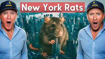 Twins Rat War: From Albany Basements to NYC Streets