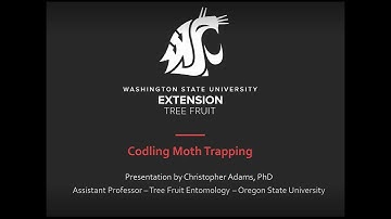 Codling Moth-Trapping