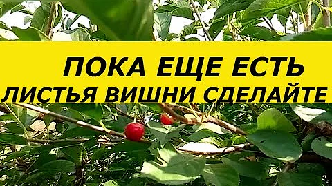 ПОКА ЕЩЕ ЕСТЬ ЛИСТЬЯ ВИШНИ ОБЯЗАТЕЛЬНО СДЕЛАЙТЕ ВОСХИТИТЕЛЬНЫЙ ФЕРМЕНТИРОВАННЫЙ ЧАЙ  ГОСТИ БУДУТ В В