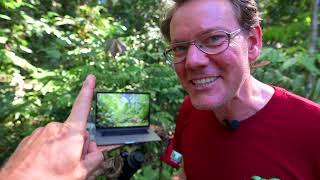 24. Deecmber Jaguar Panthera Onca