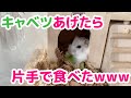 【ハムスター】はじめてキャベツをあげたら片手で食べた！かわいすぎ！今度からおかわり自由でお通しとして出します！