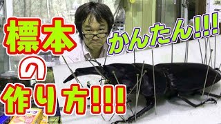 簡単！！標本の作り方‼