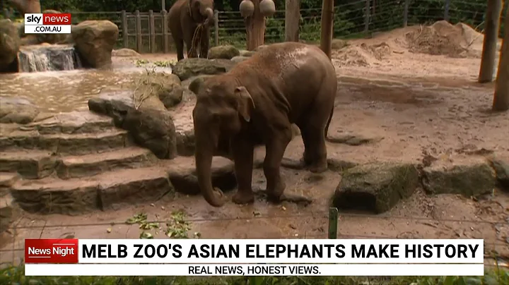 Melbourne Zoo's Asian elephants to make history - DayDayNews