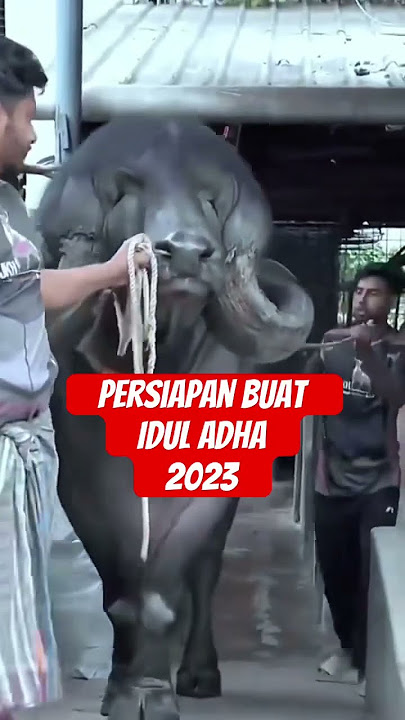 Sapi terbesar di Dunia #shorts #shortsvideo