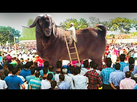 80 करोड़ का बकरा जो हर महीने कमा लेता है लाखो रुपये biggest goat in the  world ! most expensive goat - YouTube