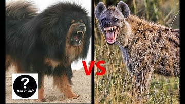 Ngao Tây Tạng vs Linh cẩu đốm, con nào sẽ thắng #10 (Tibetan mastiff vs Spotted Hyena)