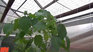 Dwarf tamarillo | Solanum abutiloides | flowering in the greenhouse, part 1