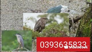 Tiếng vạc tháng 8 năm 2025