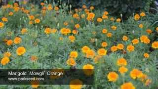 Marigold Mowgli Orange