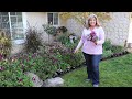 Planting a dianthus border  birdhouse garden
