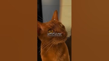 #ارح_قلبك #قرآن #اسلام_صبحي #سورة_الشعراء #quran #المصحف #اكسبلور #الرحمن #راحة_نفسية