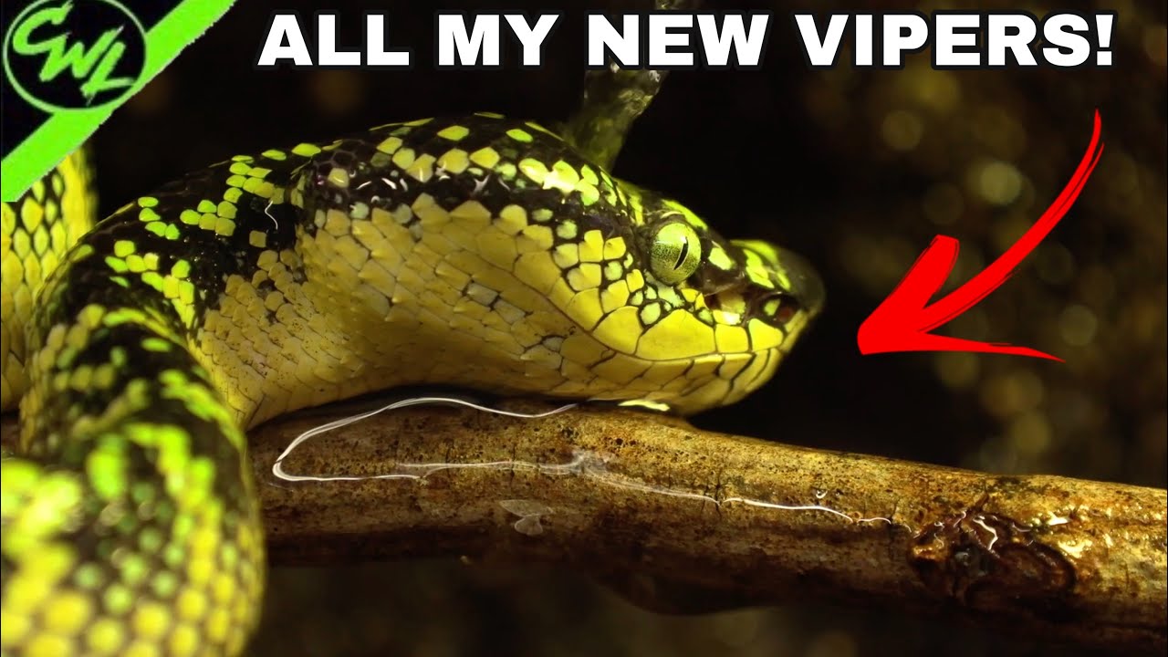 ALL MY NEW VIPERS!!! - YouTube
