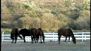 Sample Kid Pix Footage: Horses