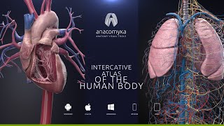 ANATOMYKA app - now available for Android, iOS, Windows & macOS screenshot 4