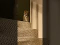 Orange cat are so funny #cat #catsoftiktok