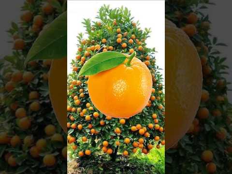 انااا البرتقاله طيور الجنة  طيور بيبي    