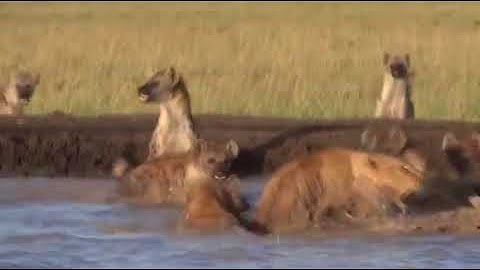 Sư tử tấn công linh cẩu, bị cả đàn quây đánh hội đồng